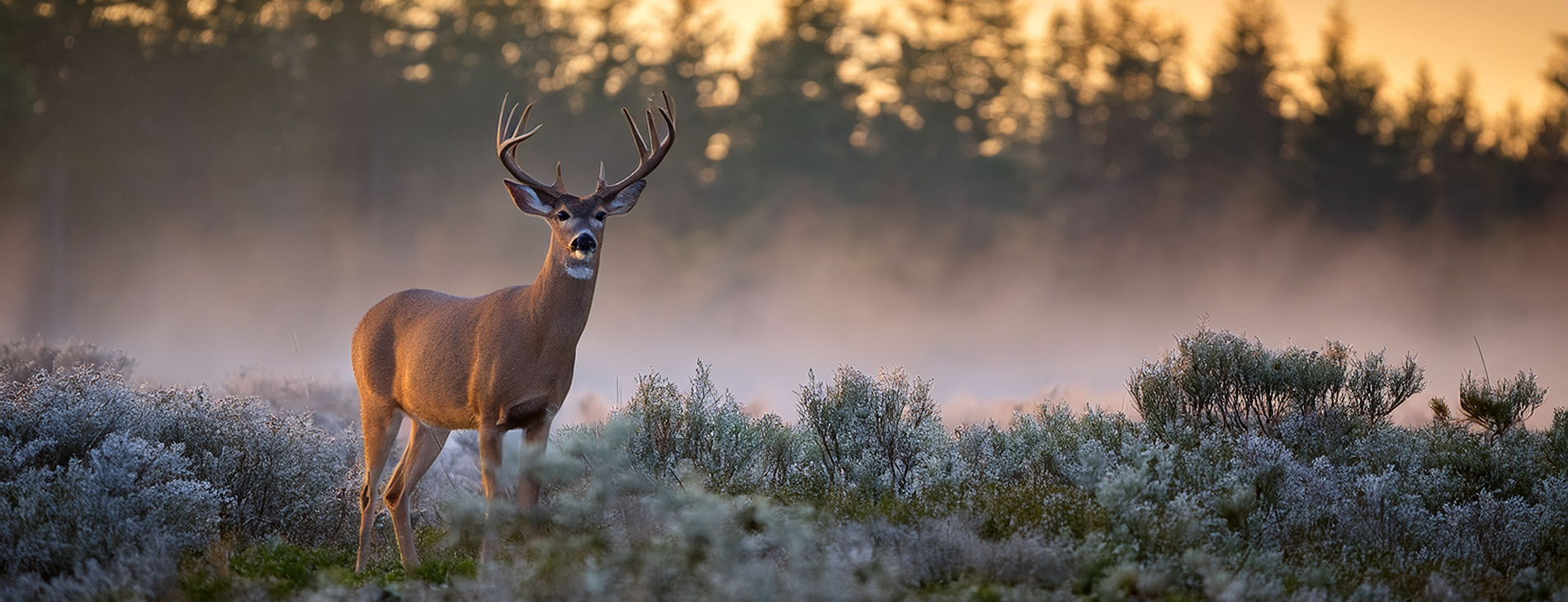 cervid health management