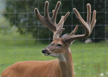Deer3