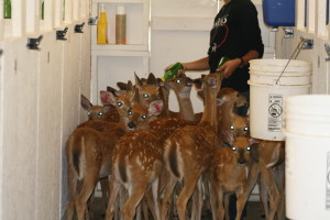 Fawns 2011 009
